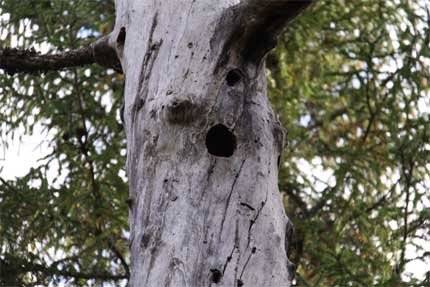 Hålträd