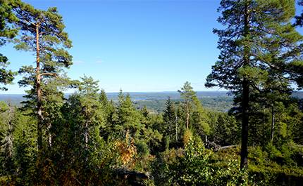 Utsikt över skogen vid Valfjällstoppen