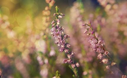 Lila blommor på höstäng i kvällssol