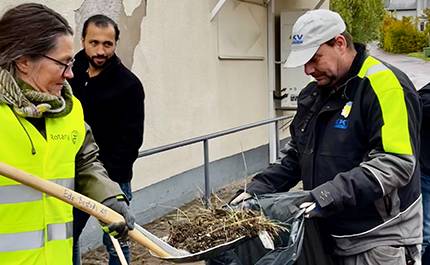 Städning av Storgatan, ogräs slängs i soppåse
