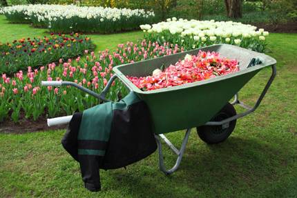 Skottkärra trädgård blommor
